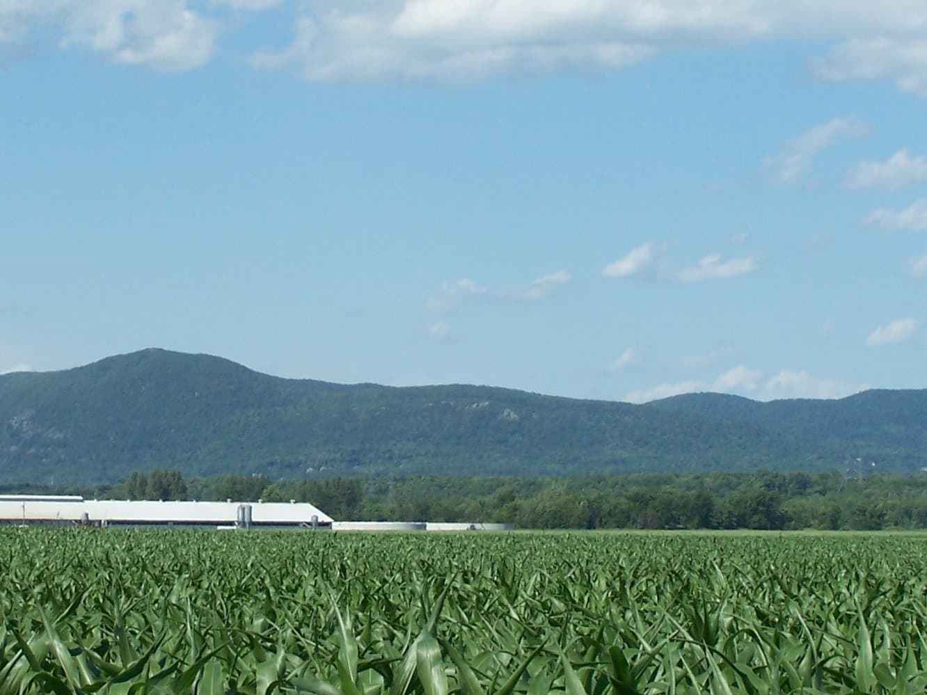 Paysage agricole en Montérégie, avec le mont Saint-Hilaire à l'horizon